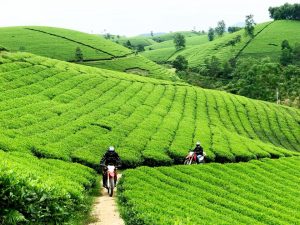 Ho Chi Minh Trail Motorcycle Tour: 8 Days to Conquer