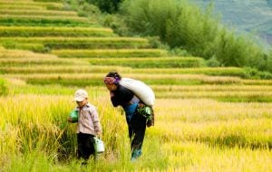 Northern Vietnam Motorbike Tour: 10 Days of Challenging and Exploring