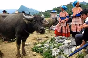 Amazing North Vietnam Motorbike Tours: 12 Days to Conquer The Valley