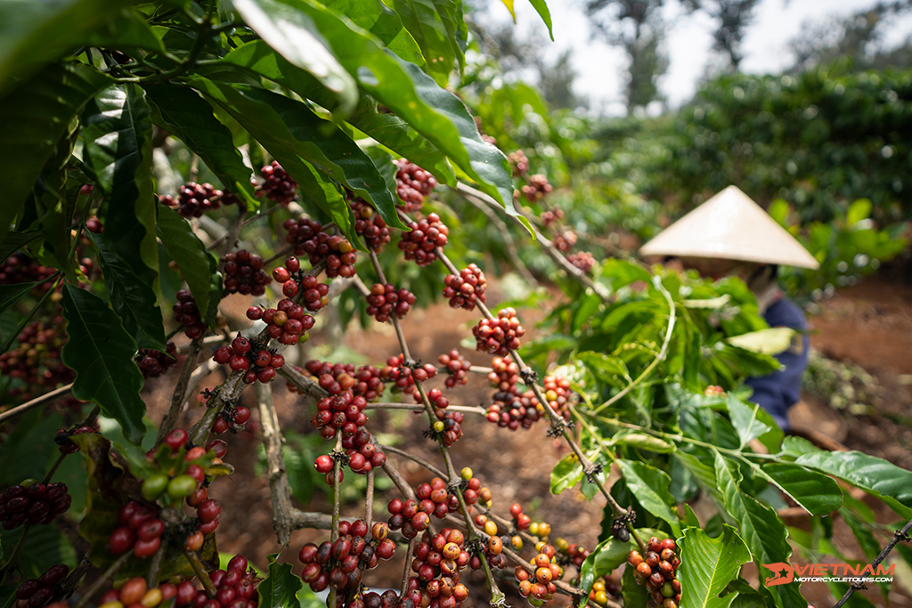 The highland cuisine of dreaming city - Dalat on motorcycle