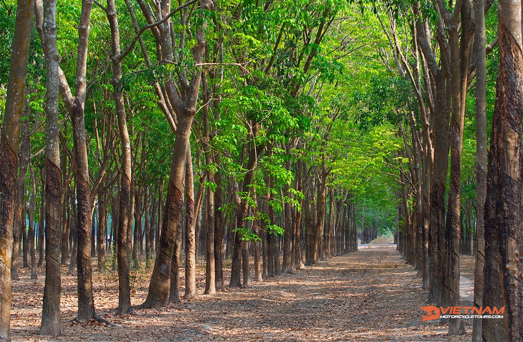 The 2nd Day: Nam Cat Tien National Park to Quang Khe