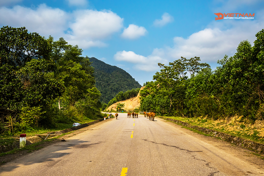 Top Ho Chi Minh Trail Tours Phong Nha Cave By Motorcycle