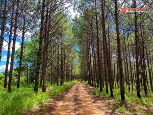 Dalat Highland, Vietnam.
