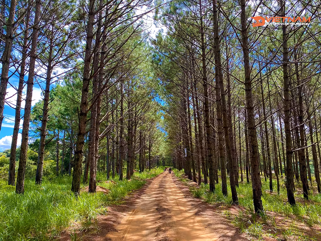 Dalat Highland, Vietnam.